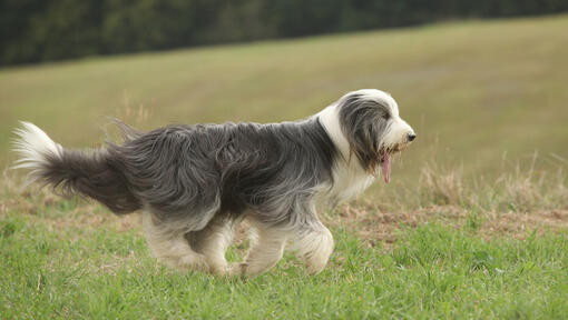 Collie barbudo Historia, Cuidados y Carácter