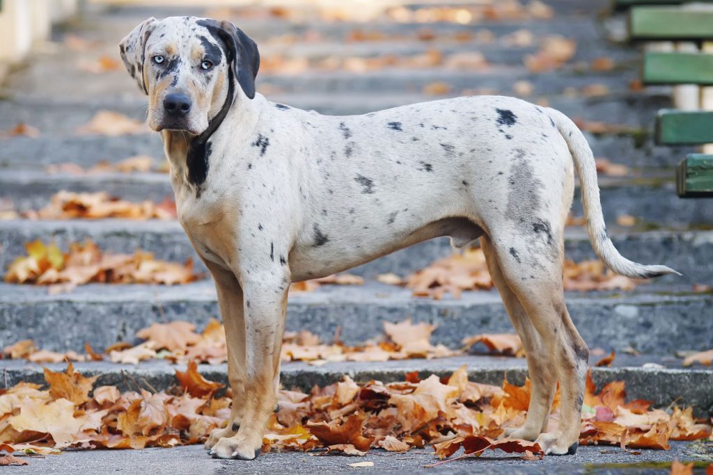 Perro Leopardo de Catahoula