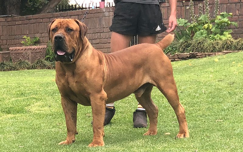 Raza Boerboel Historia, características y cuidados