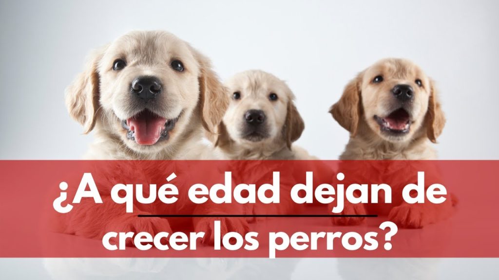 a que edad dejan de crecer los perros