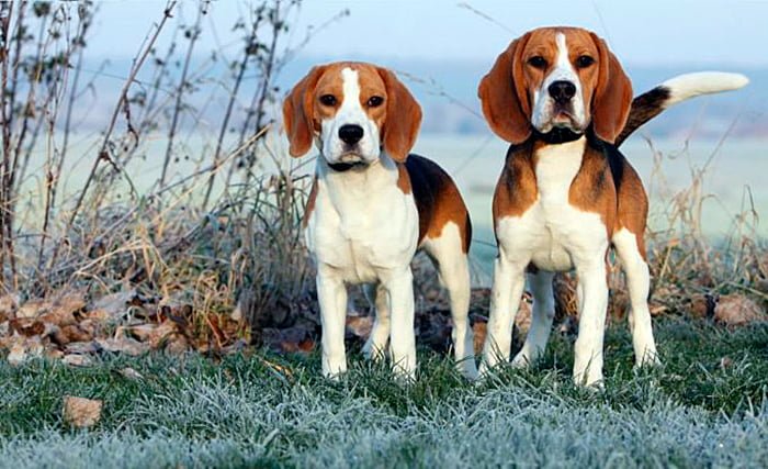 beagle harrier beagle americano