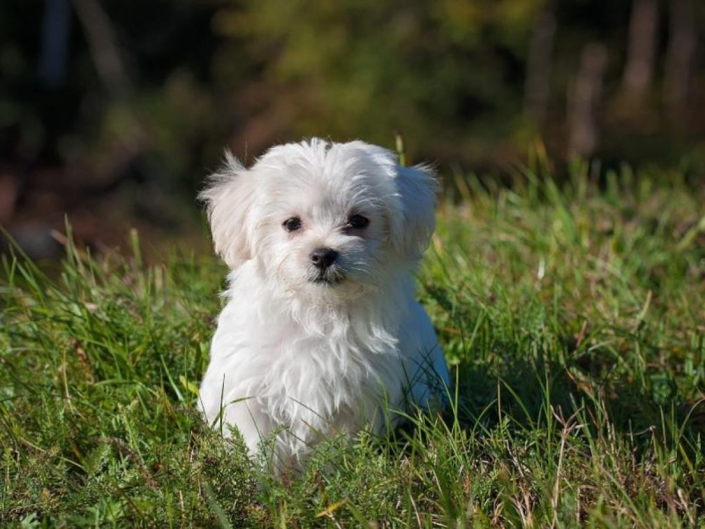 bichon maltes