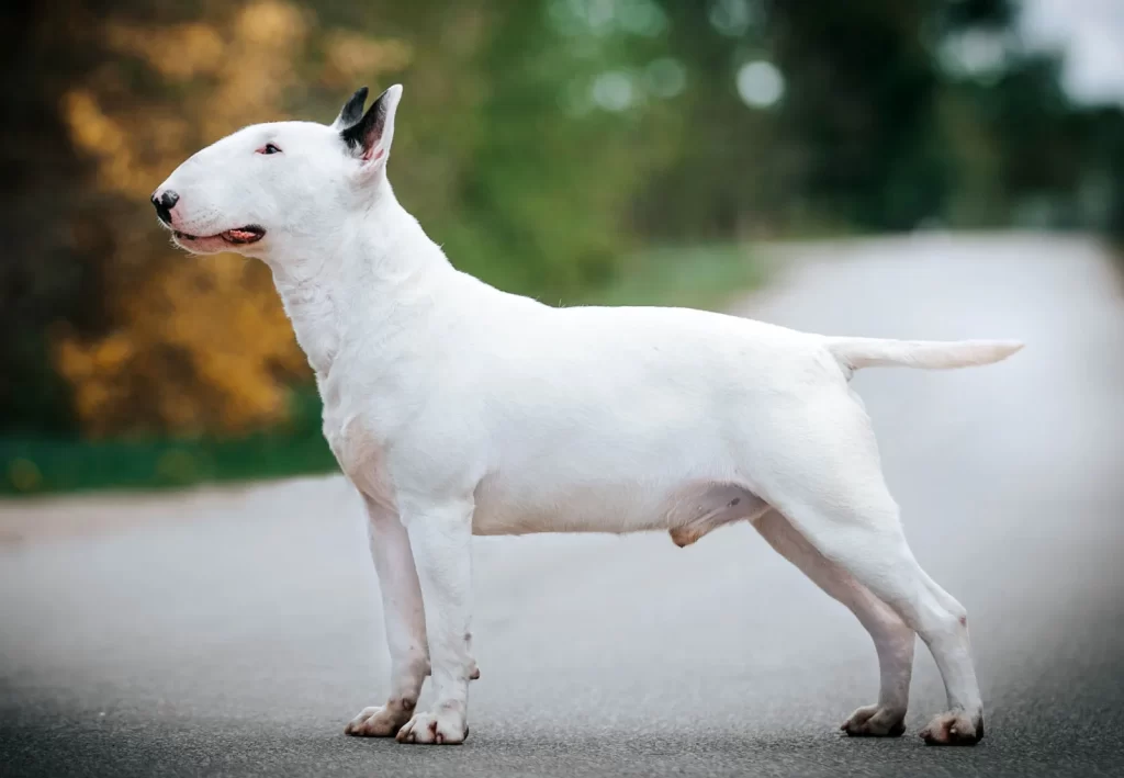 bull terrier