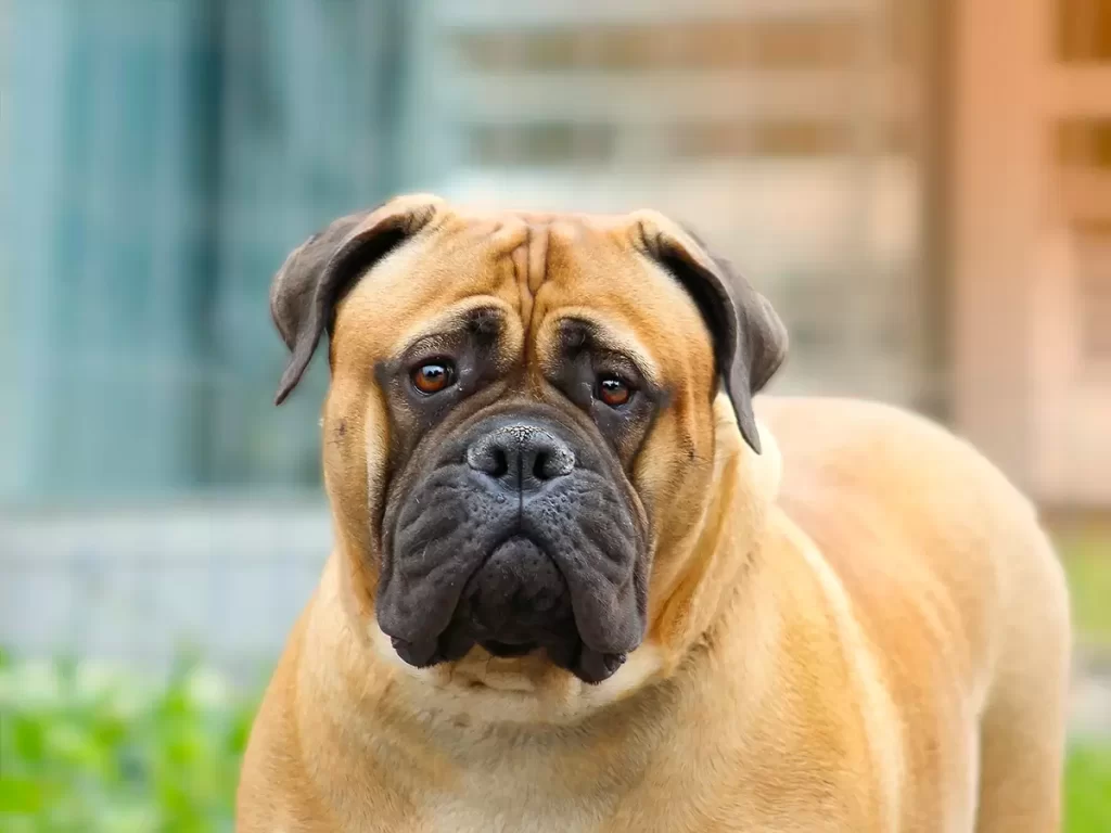 bullmastiff