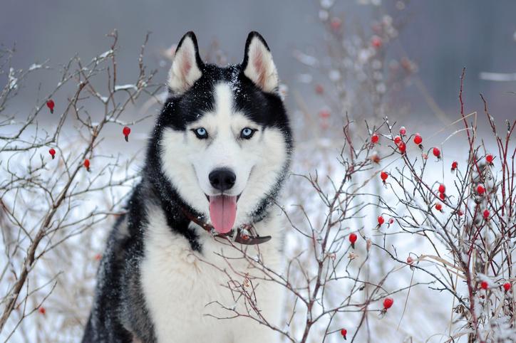 husky siberiano