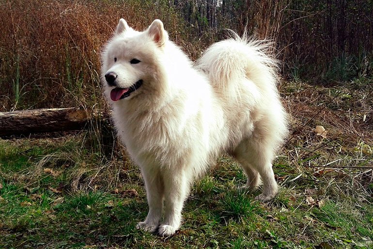 samoyedo