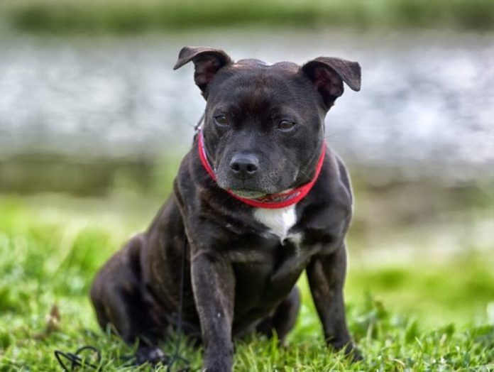 staffordshire bull terrier